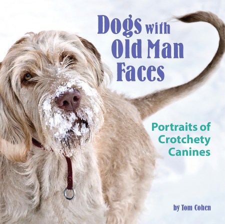 Dogs with Old Man Faces