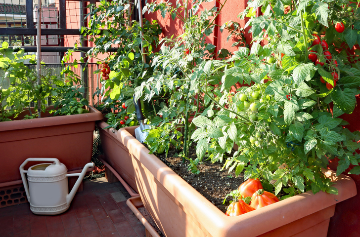 urban gardening